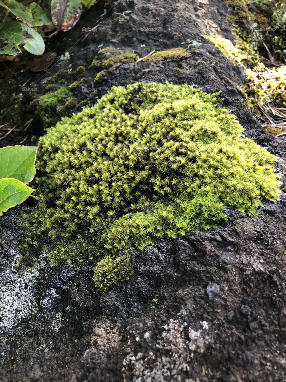Oregon Moss