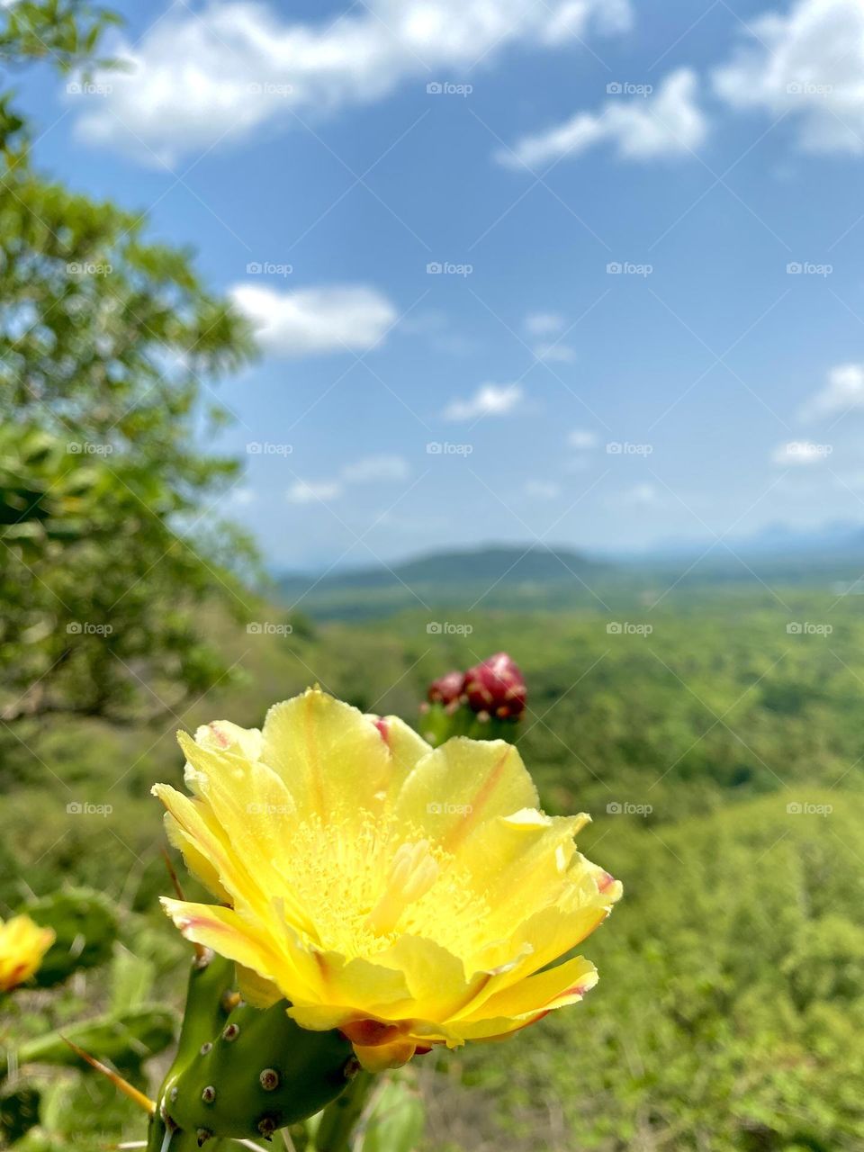 Summertime cactus bloom 