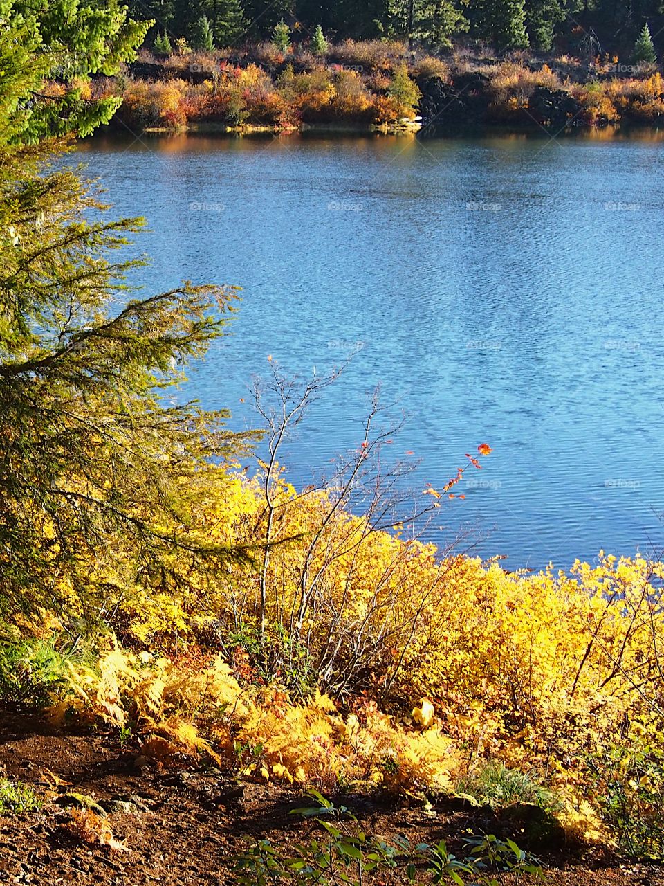 The beautiful waters of Clear Lake with shores covered in foliage in fall colors in the forests of Oregon on a beautiful autumn day.