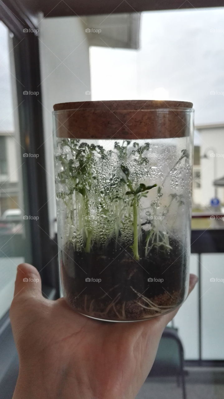 Plant in a glass