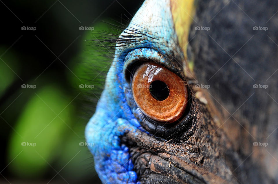 cassowary eye