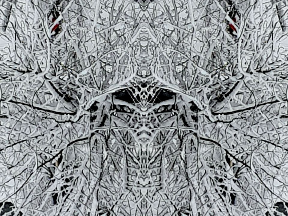 Tree branches covered with snow