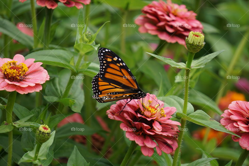 A monarch butterfly. 