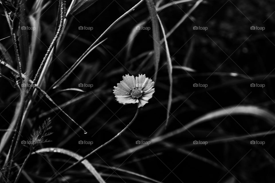 black and white flower in a field