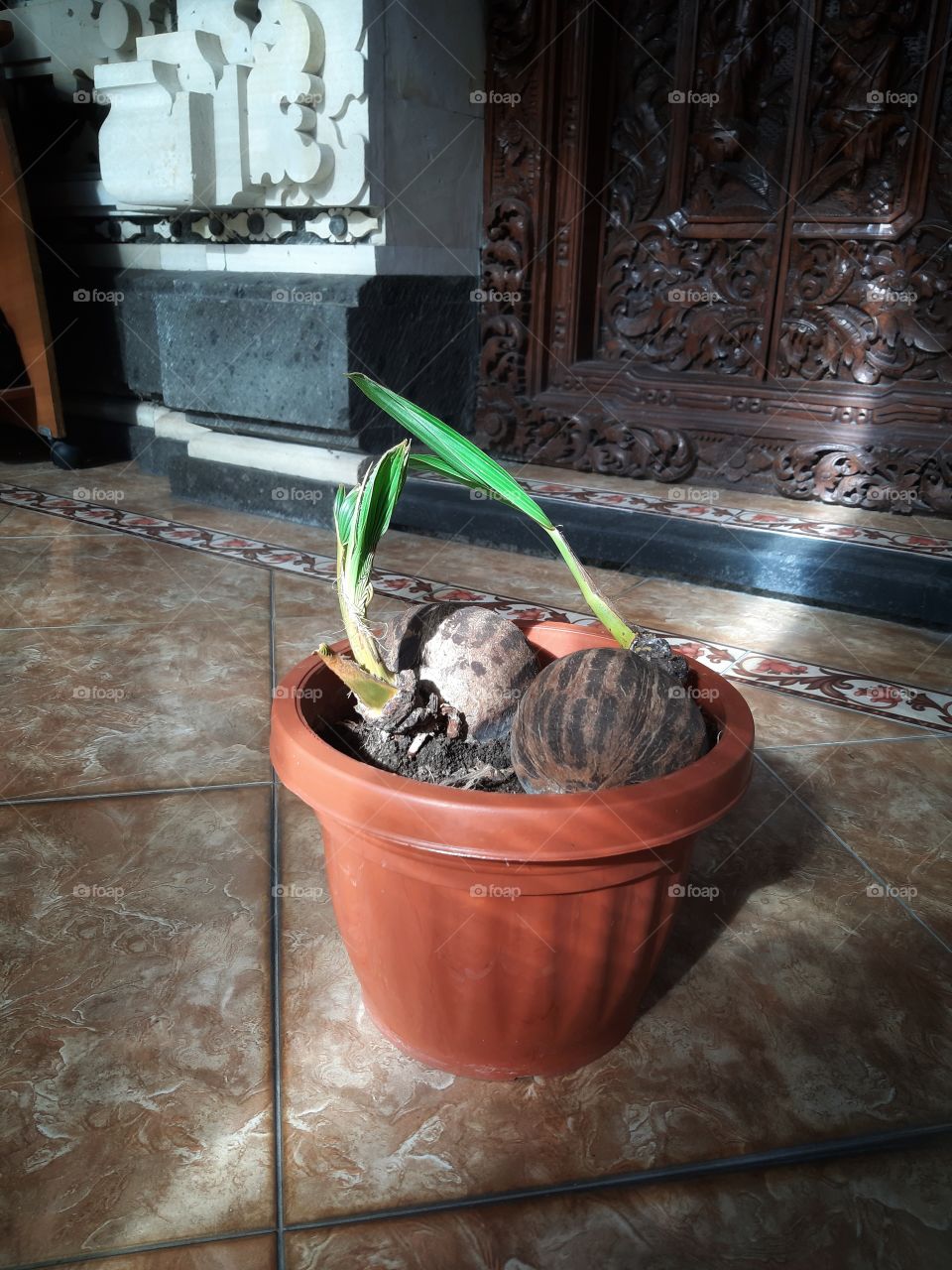 A growing coconut tree inside of a brown pot