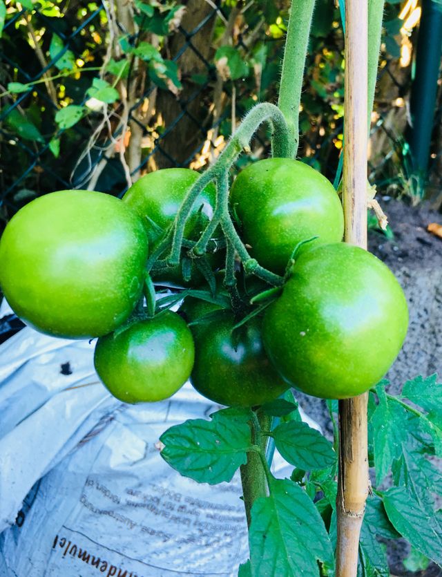 Tomaten 