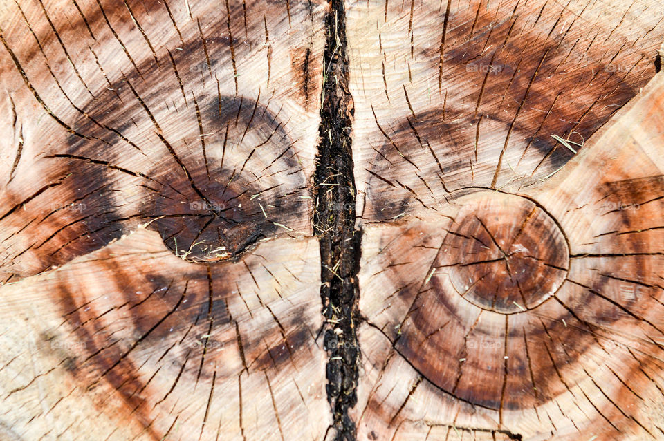 Symmetrical rings on a tree stump