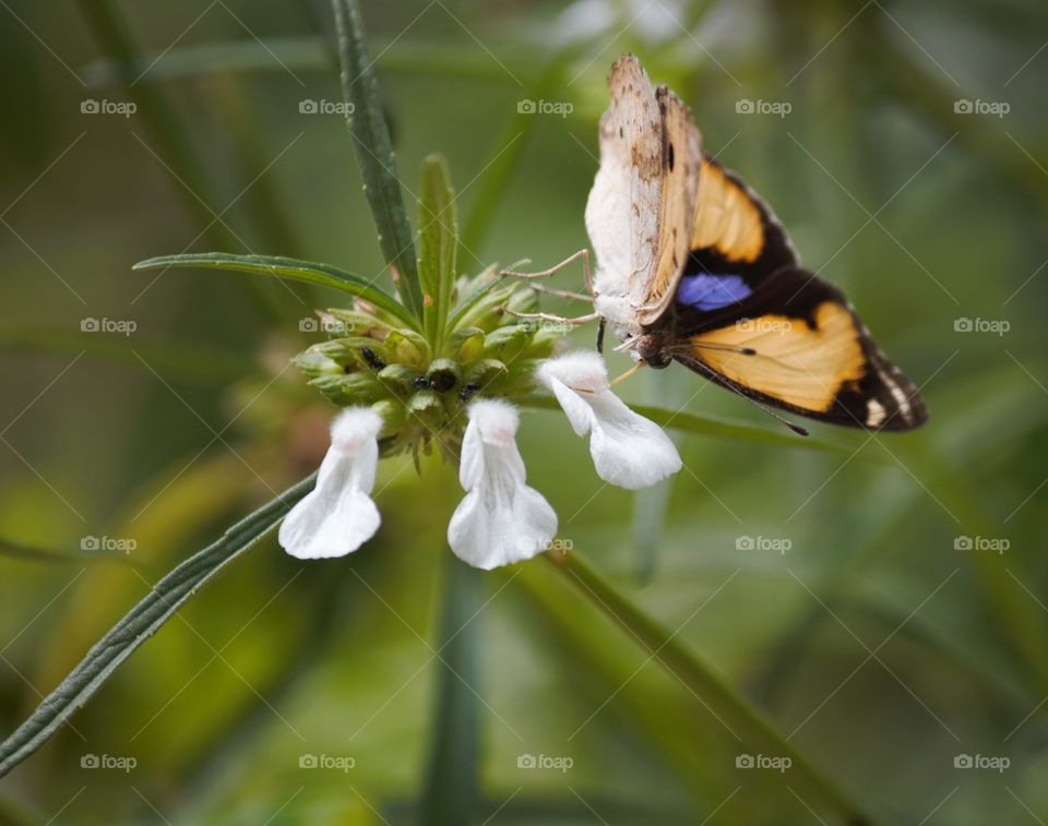 Butterfly and the three flowers!