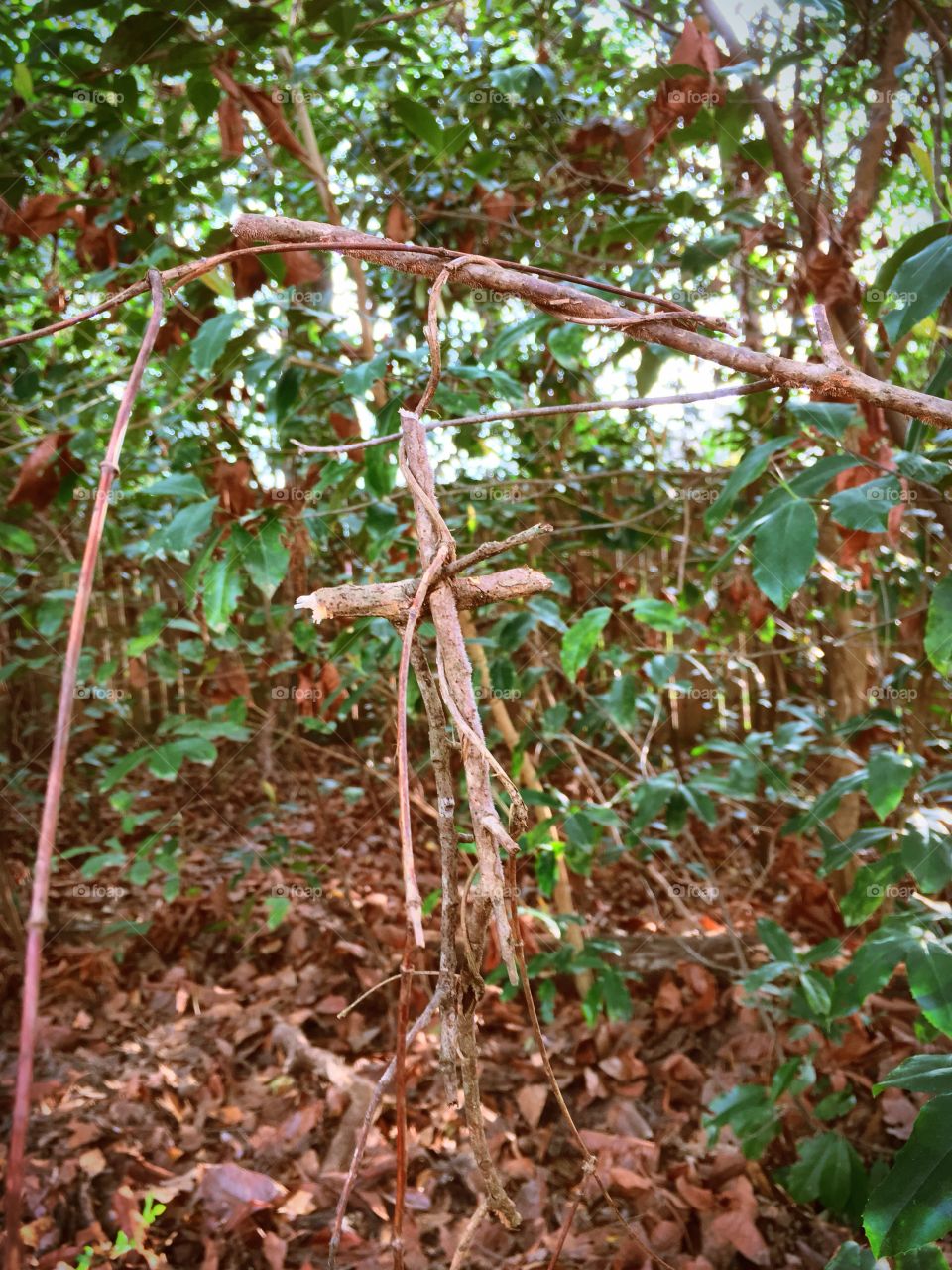 Cross in Nature 