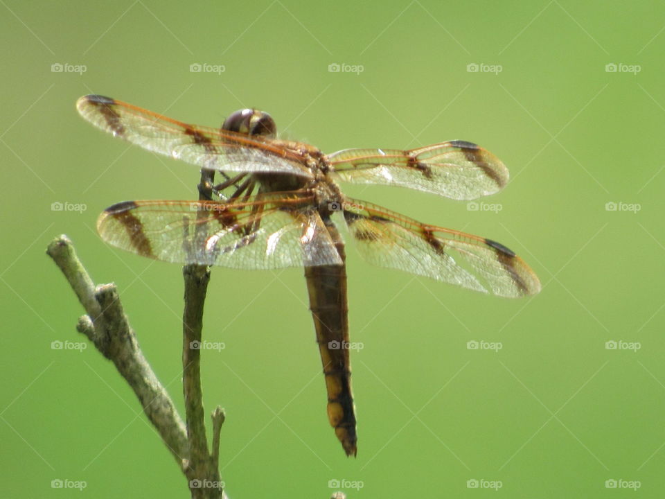 Insect, Dragonfly, Nature, No Person, Wildlife
