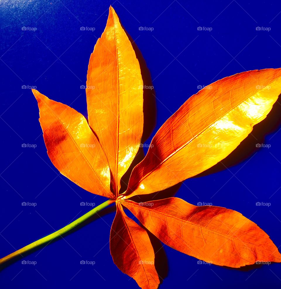  Leaves colored with water color in contrast with its background. This will show a perfect color contrast with different background.