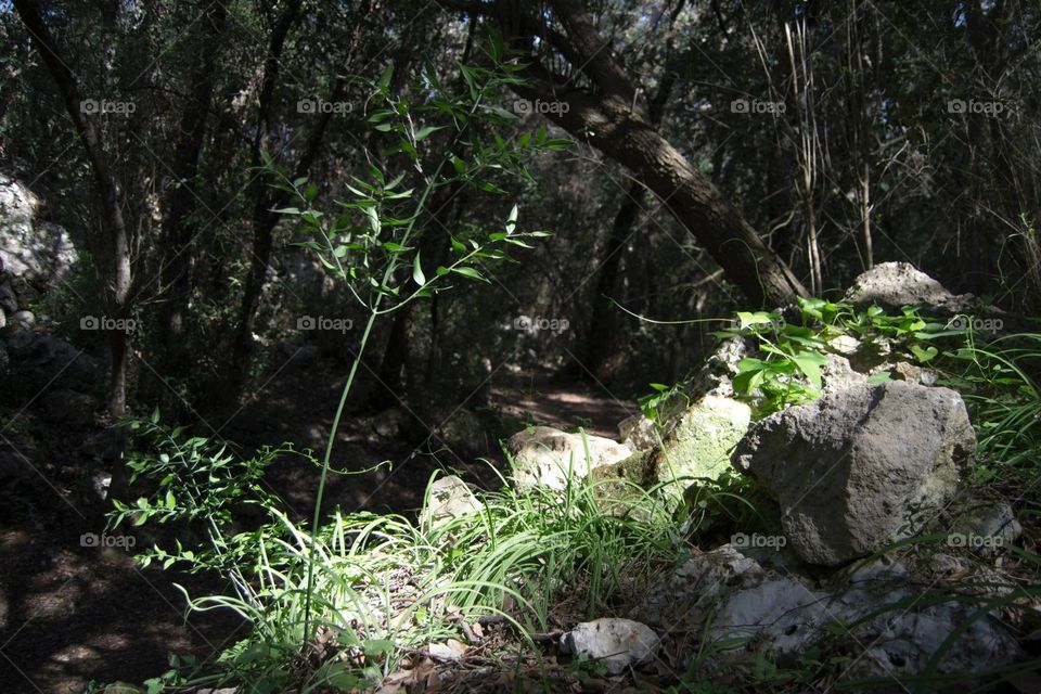 Sun shine on a full of life rock in the forest 