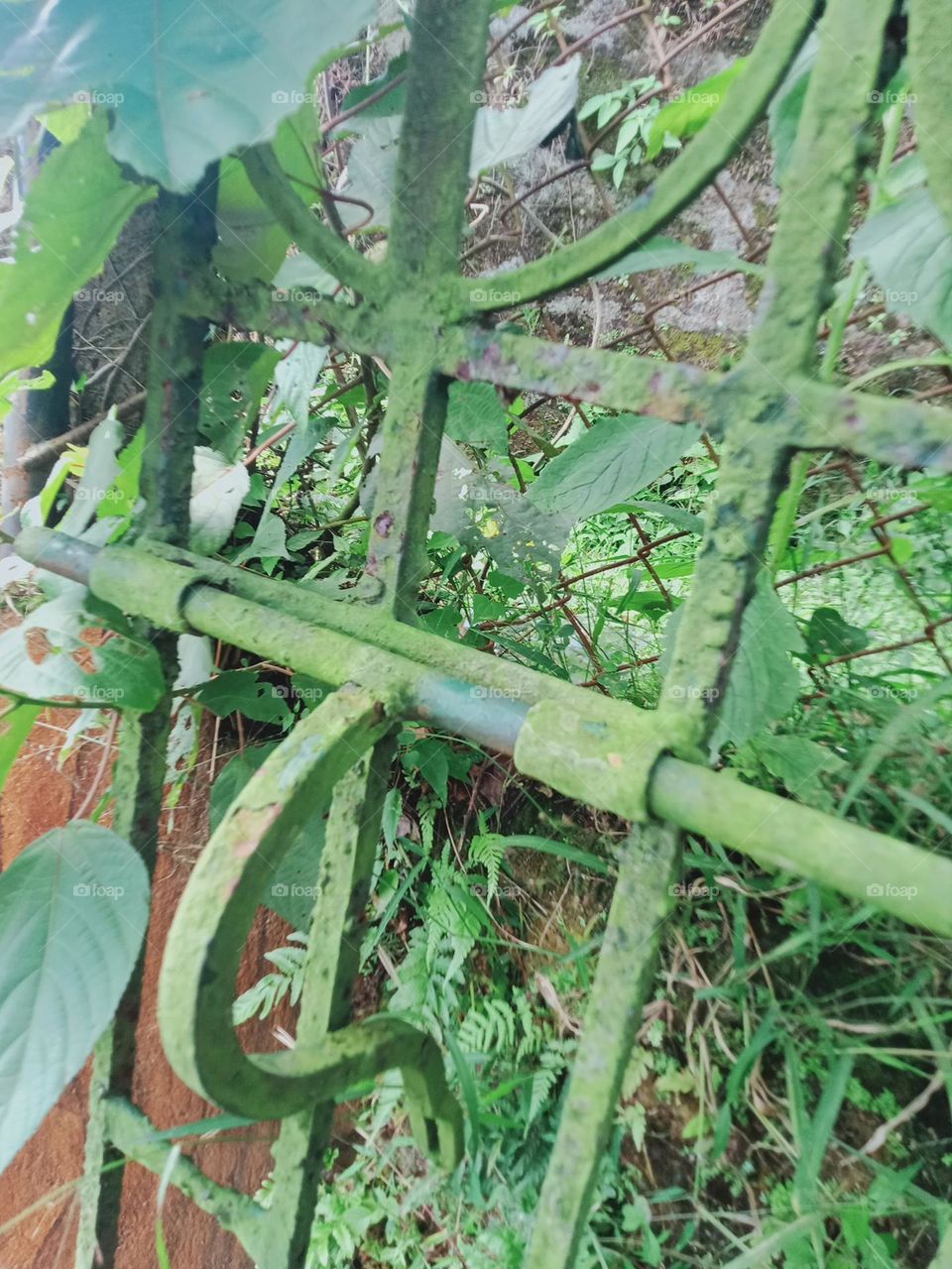 Forgotten Gate & the wonder of  Green weeds