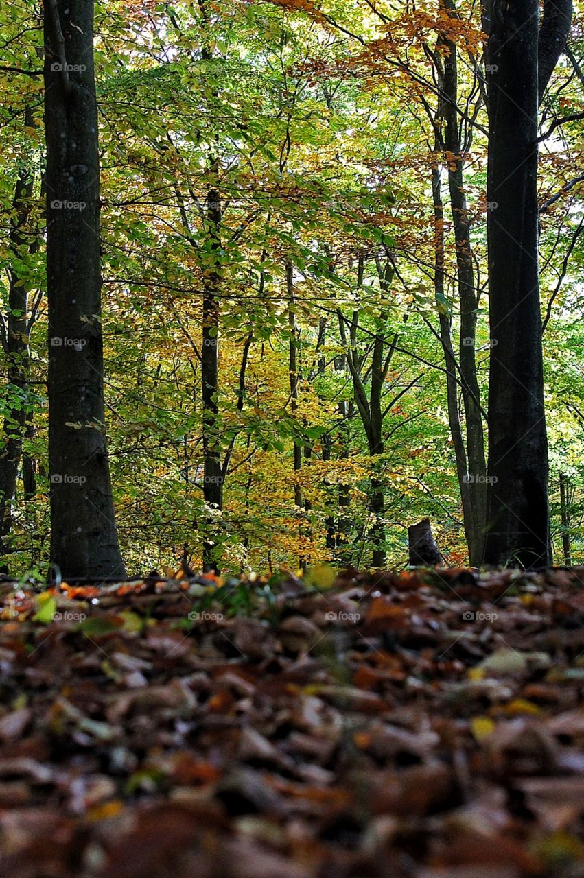 Fall, Leaf, Wood, Tree, Nature