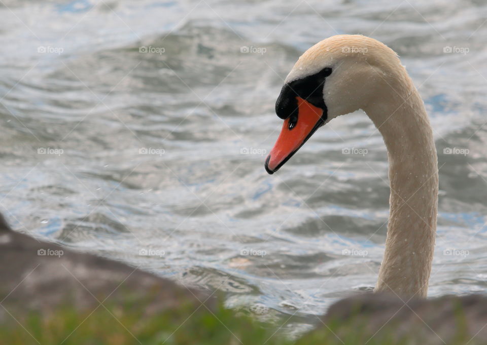 Swan neck and head close-up.