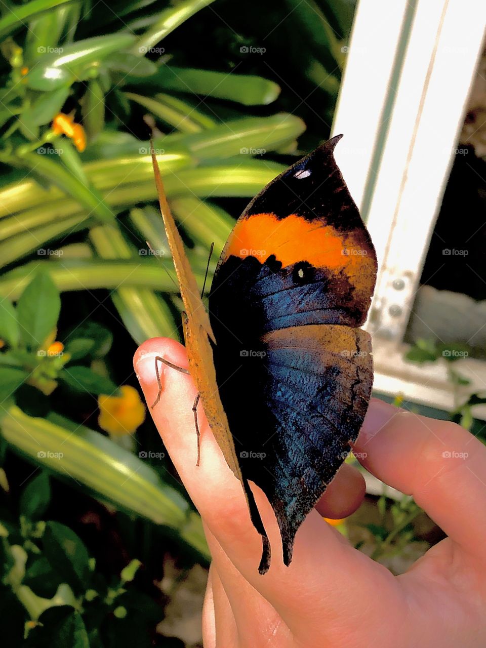 Black and orange butterfly