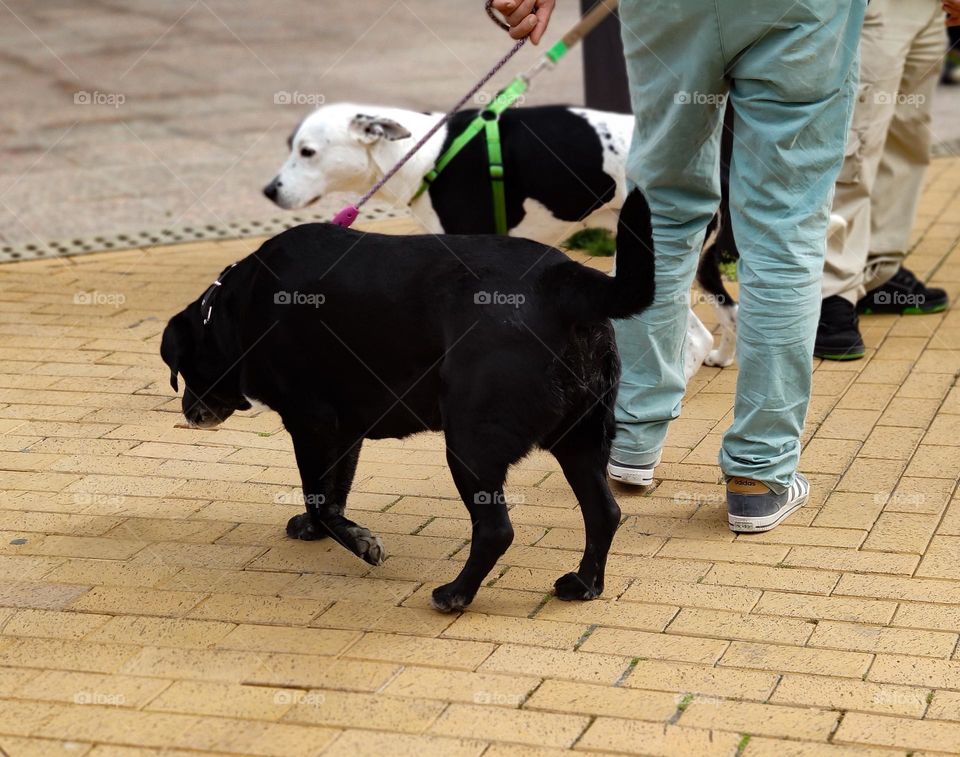 Two dogs out on a walk