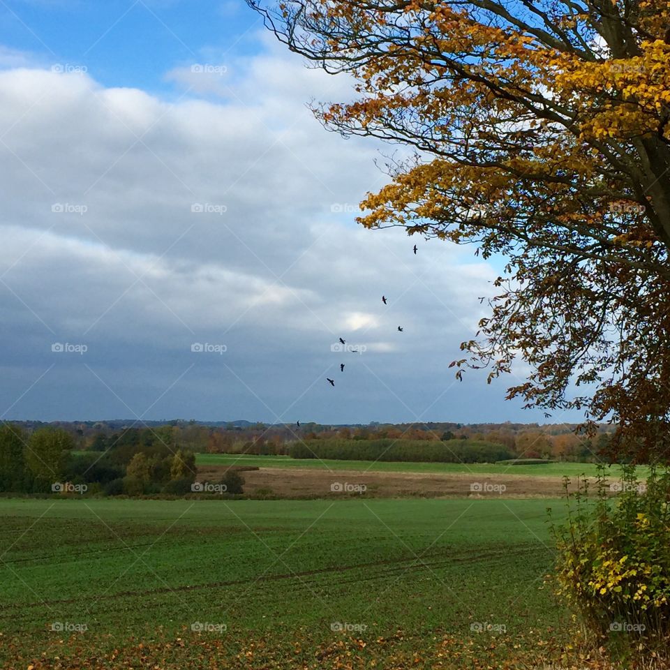 Birds flying over grassy landscape