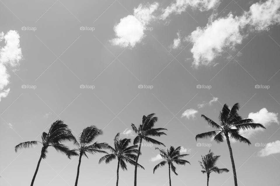 Palm trees in the wind