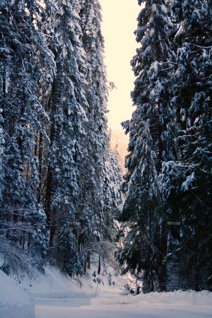 Sequoia park 