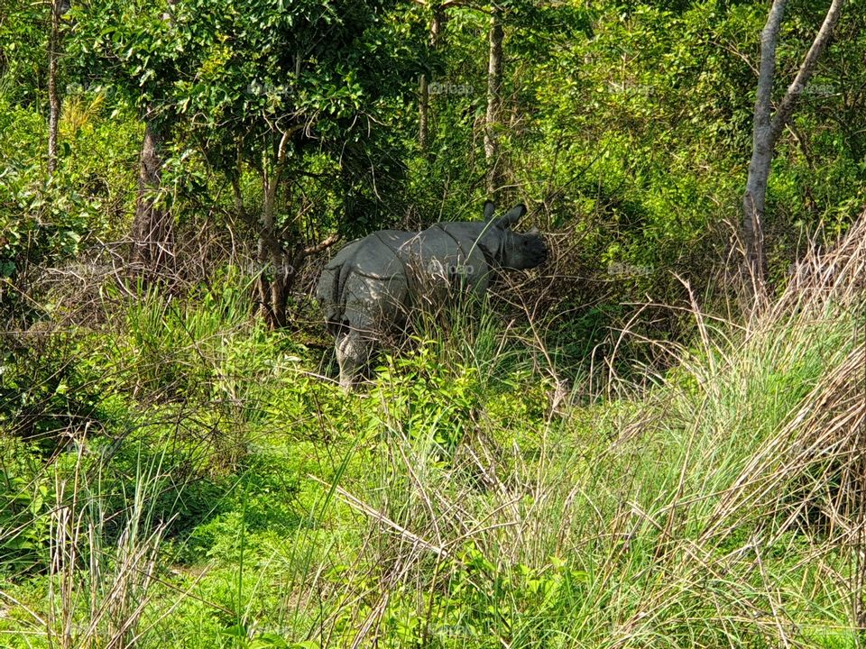 RHINOCEROS in Chitwan National forest Chitwan we saw during our elephant safari