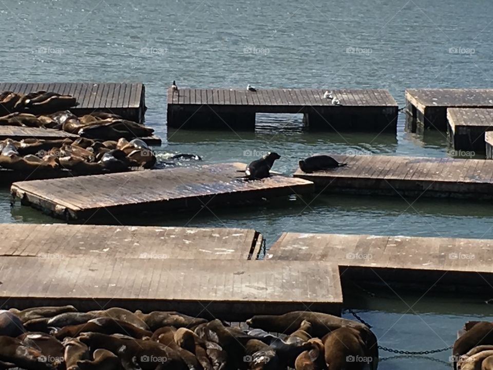 Pier 39 seals