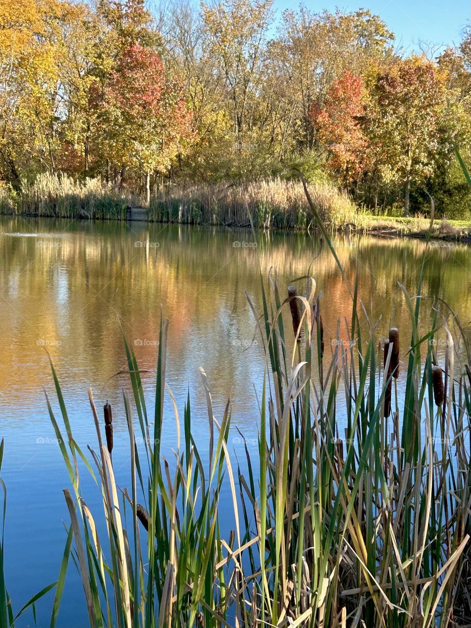 Reflections in water in pond in autumn day 