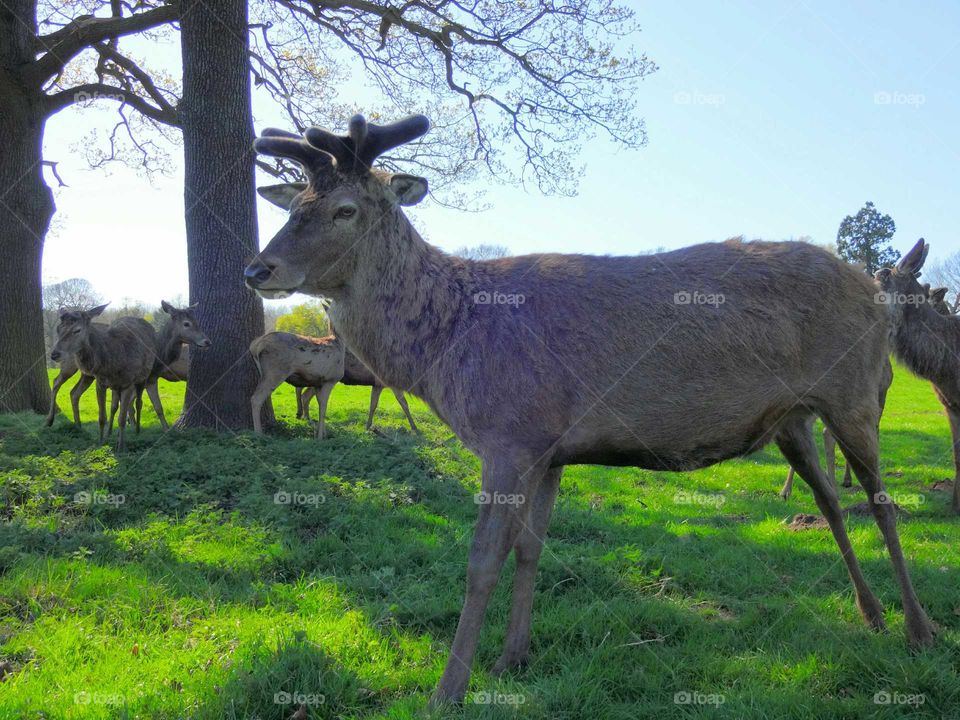 portrait of deer