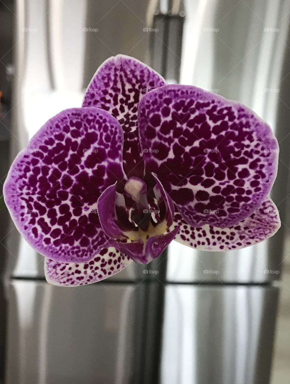 Purple flower orchid 