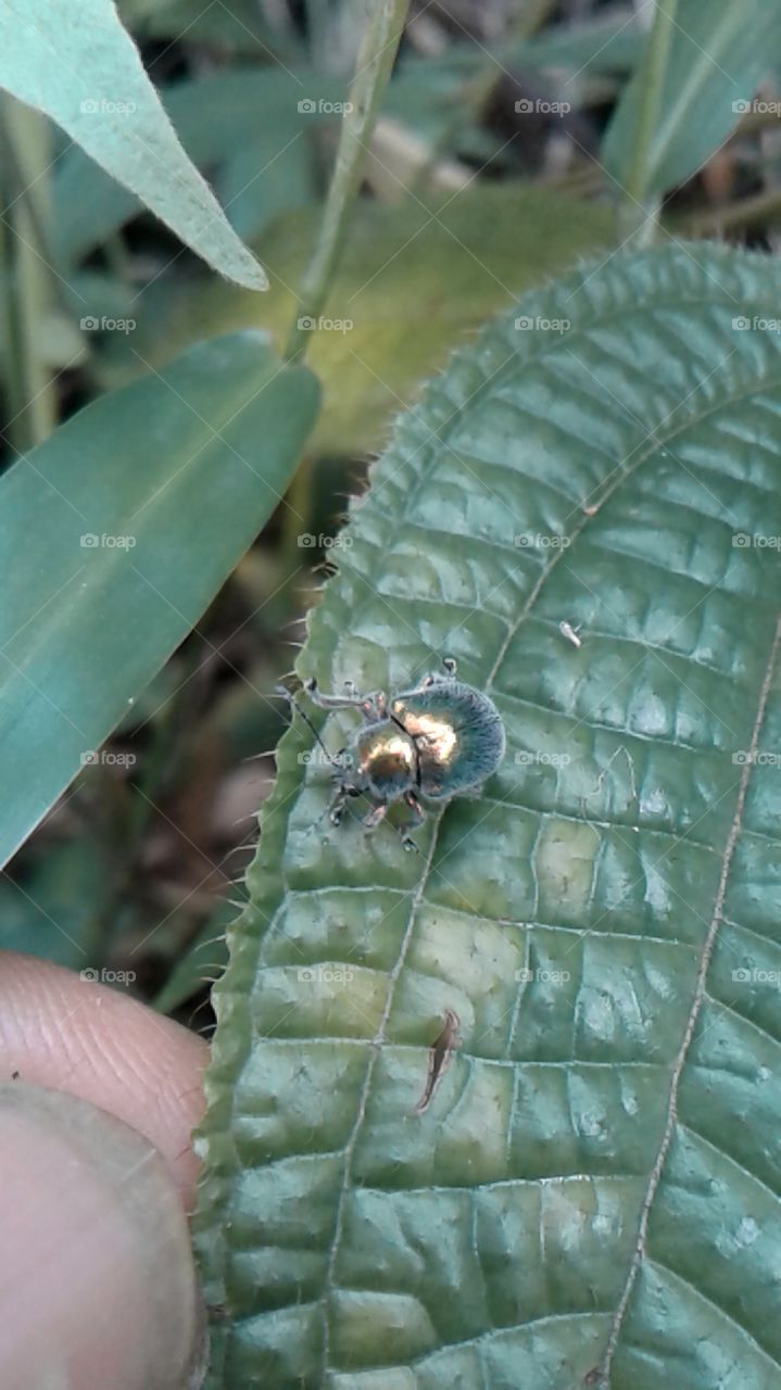 kumbang mini exclucefe
