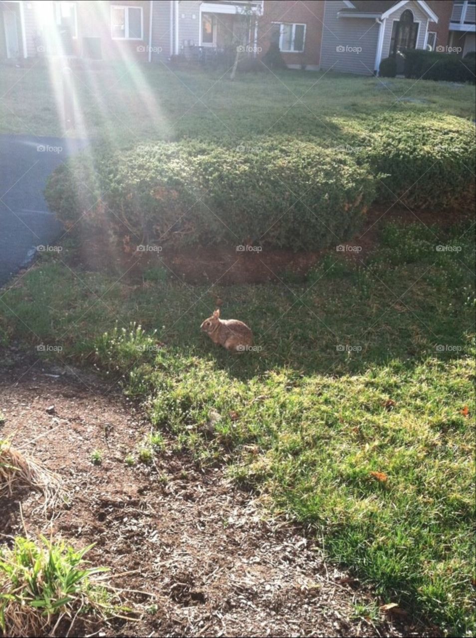 Bunny in Sunlight
