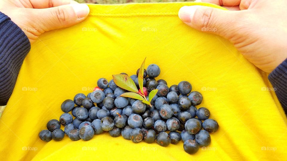 Picking blueberries