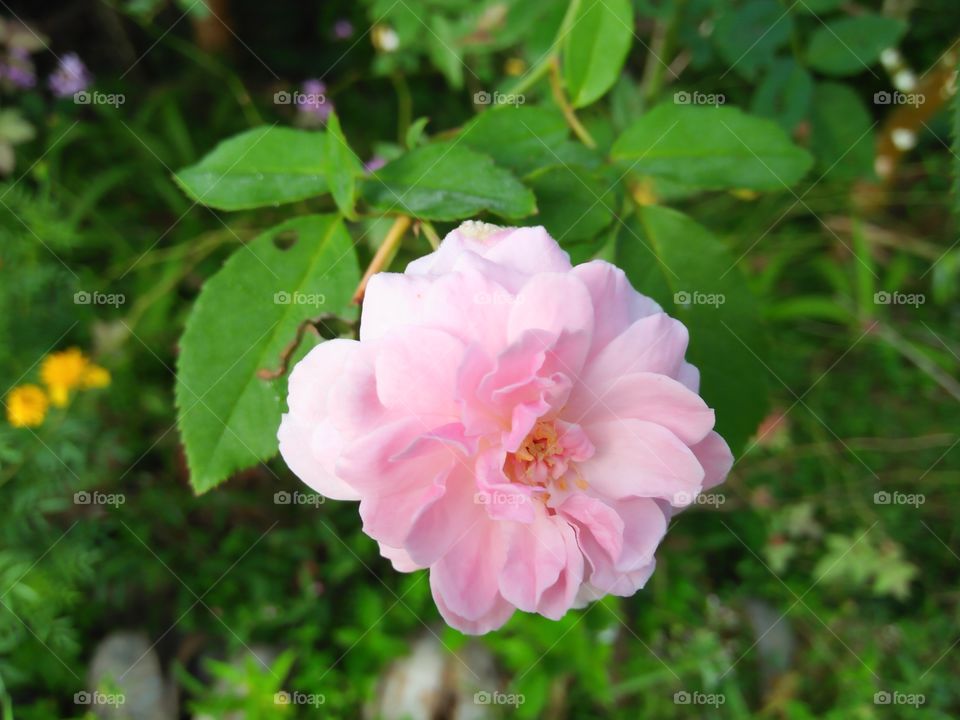Rose flower in Sri Lanka. smell . beautiful