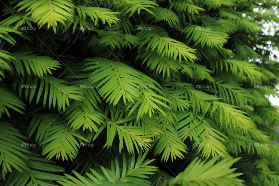 Green leaves on the tree 💚💚💚