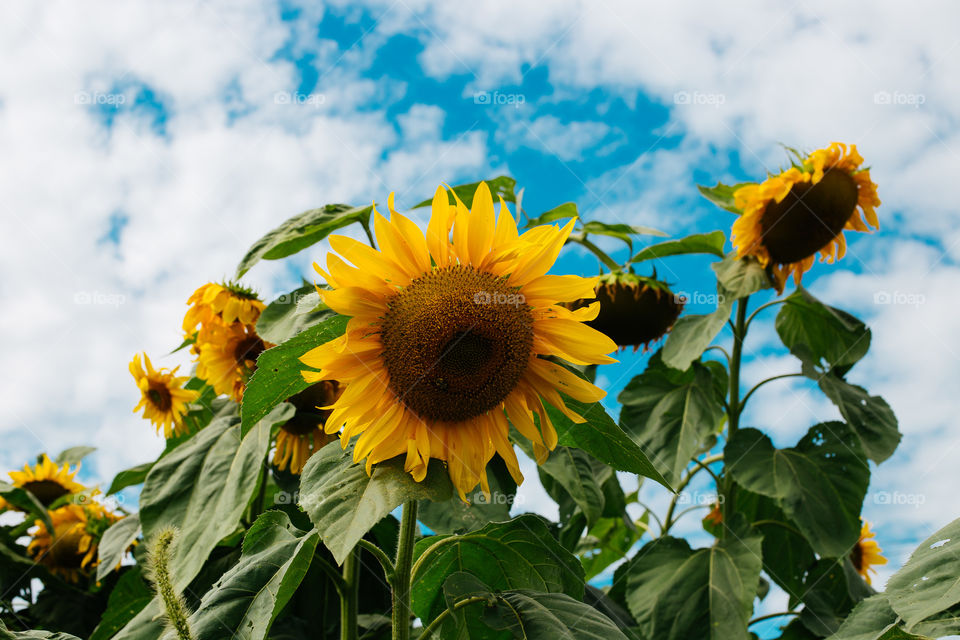 Sunflowers and blue sky 