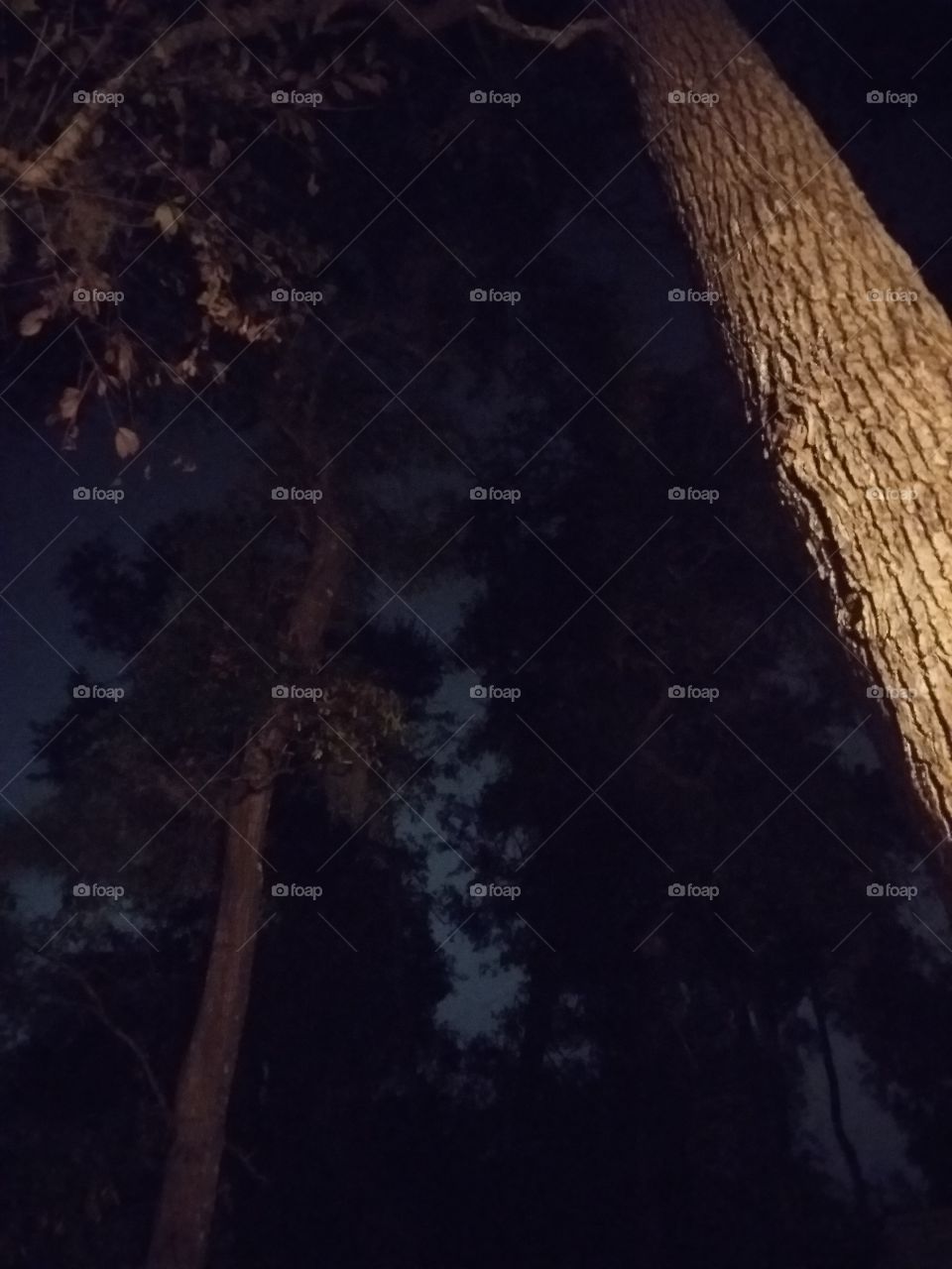 natural light vs artificial light artificial light shines on trees as natural light illuminates the sky