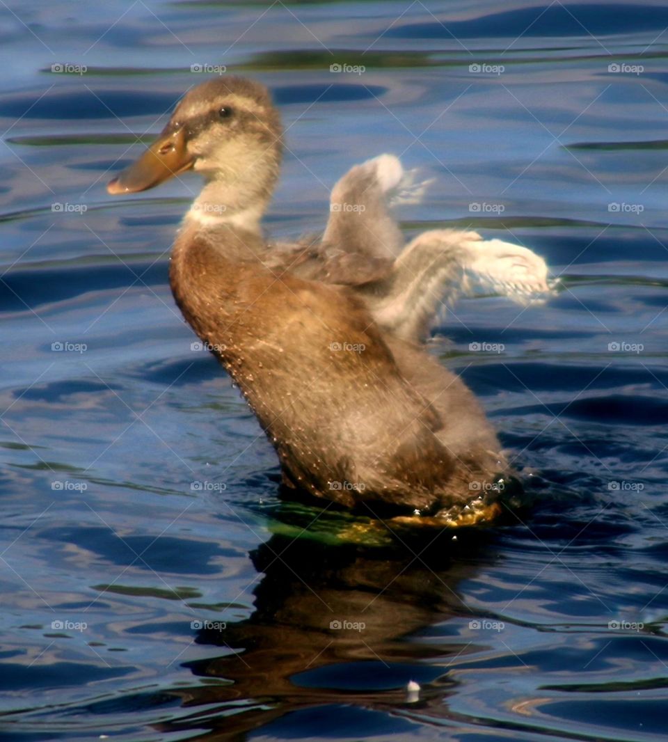 Juvenile Mallard Duckling Flapping Wings