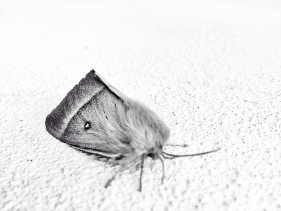 nature animal moth black and white by alekime