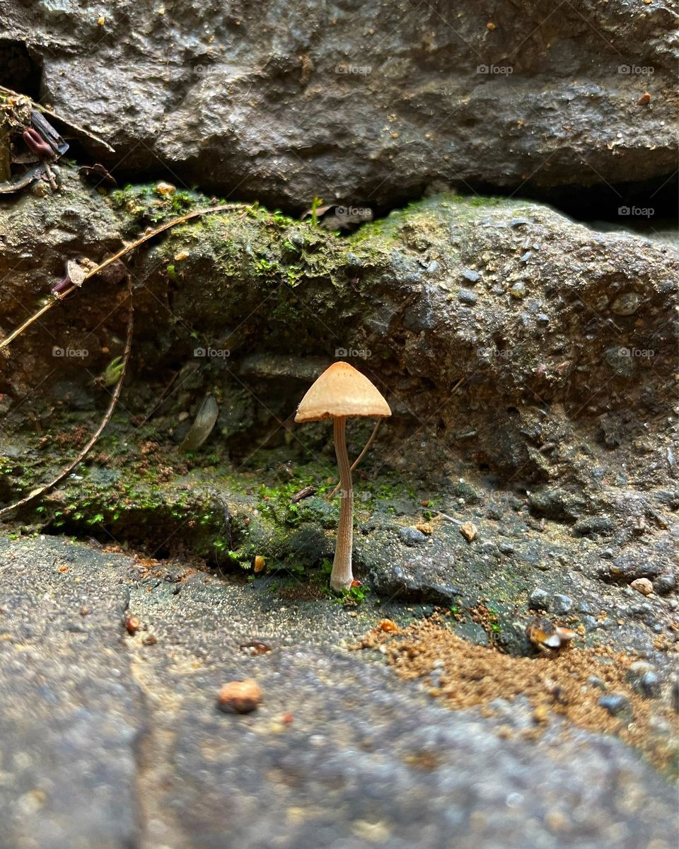 Mushroom. Nature. Strong and fragile. Alone. 