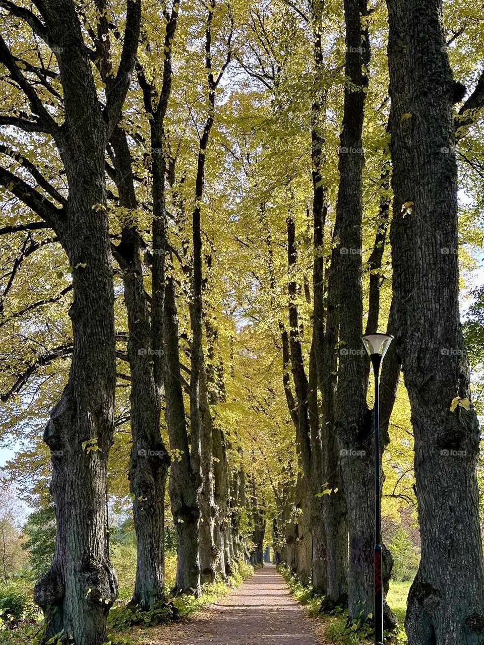 Great old trees - two parallel lines of trees - autumn - fall - yellow leaves