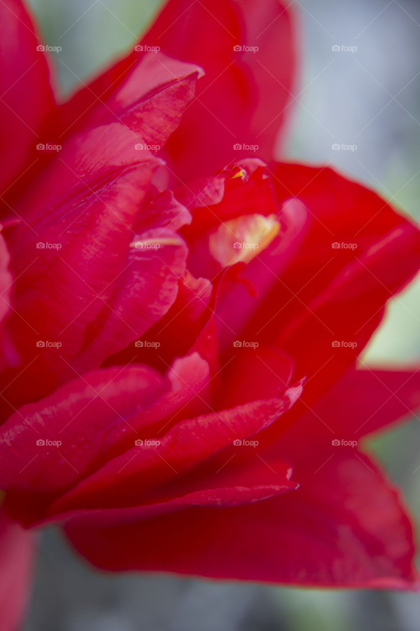 Red Tulip