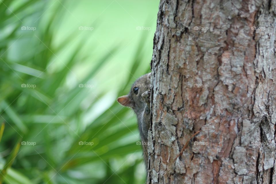 Little squirrel 