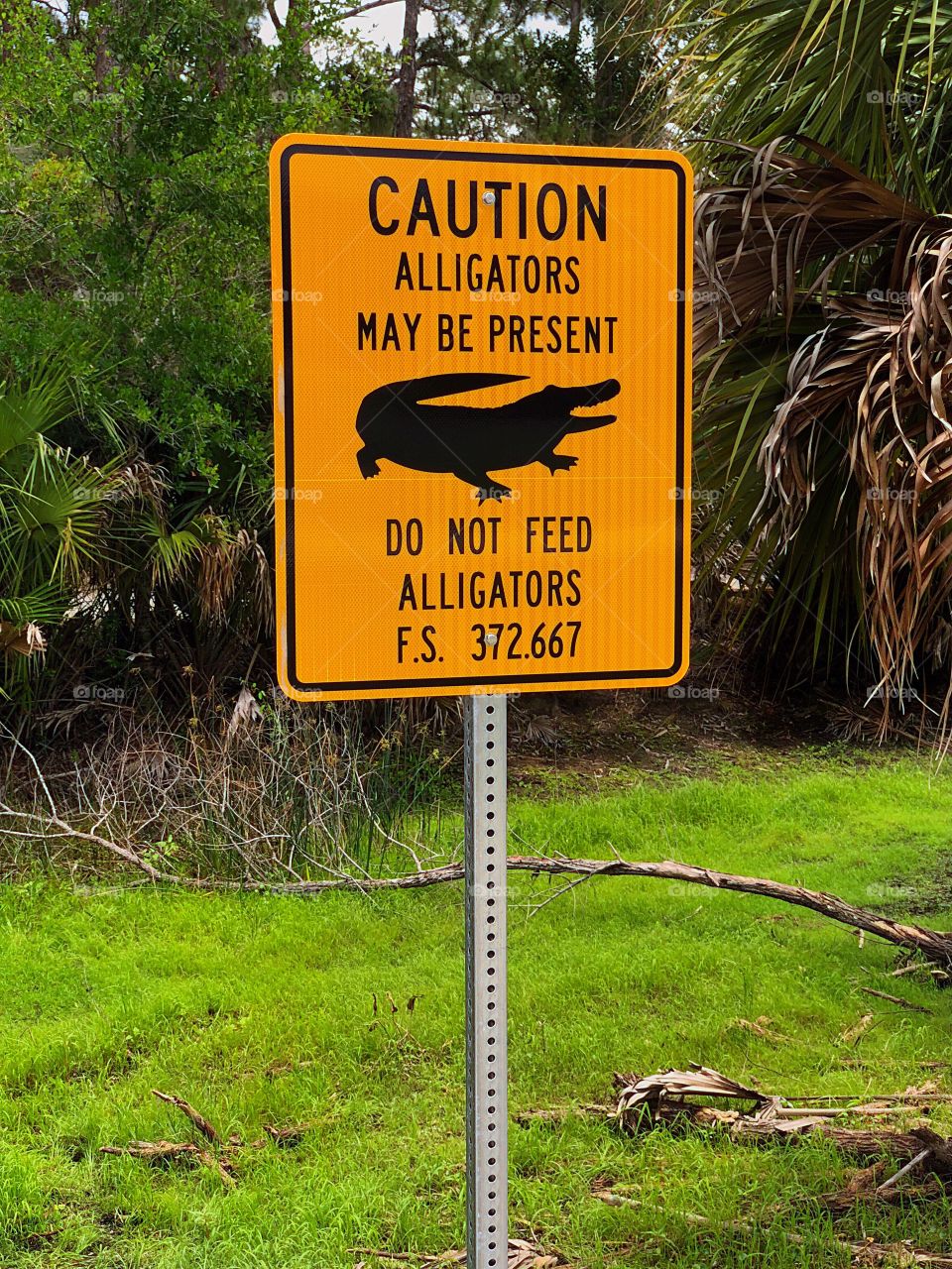 Caution sign-Warning -Alligators in the wetlands.