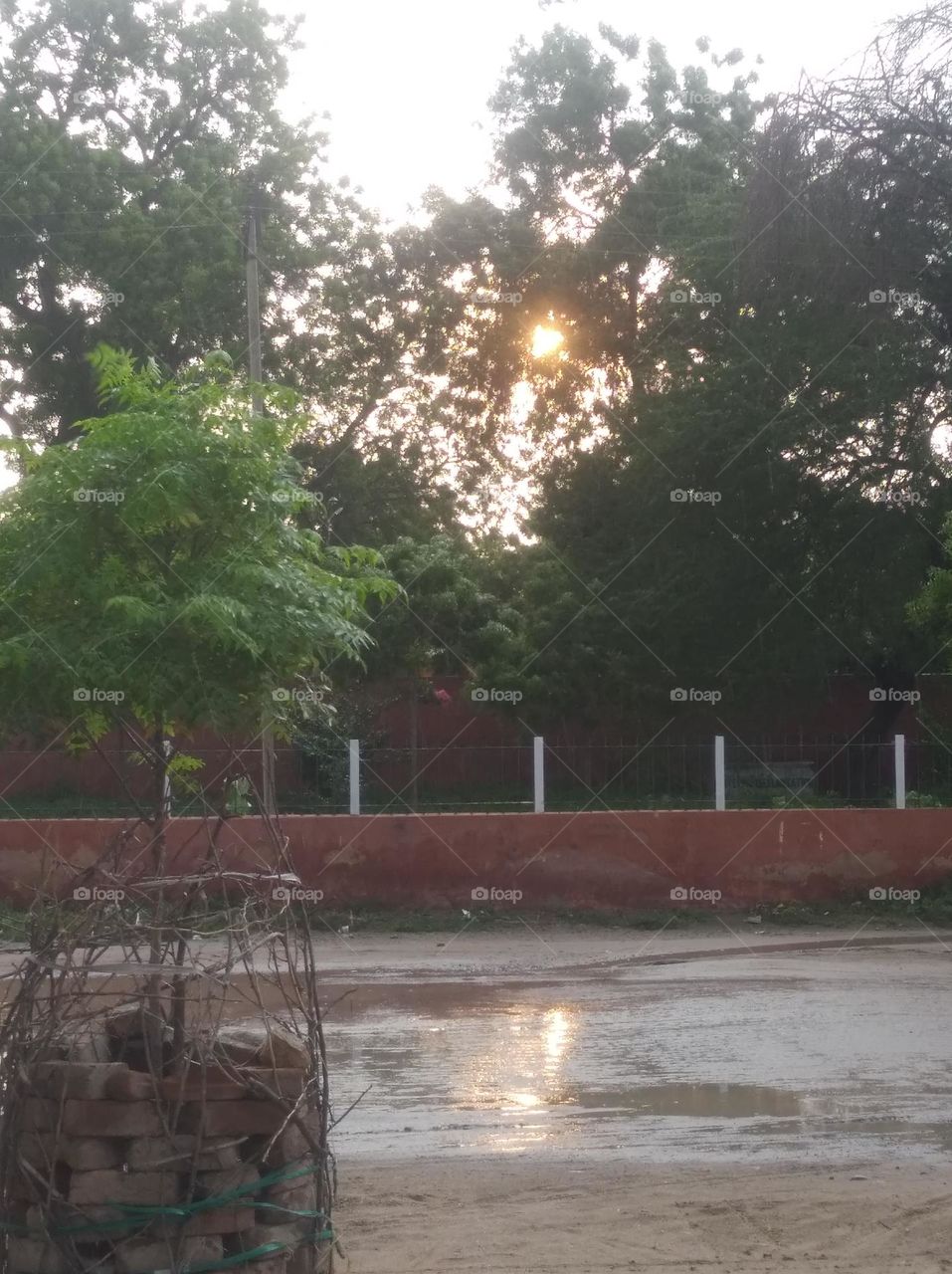 reflection of sun and yellow light on the road water in a rainy day, Sun is just behind the trees