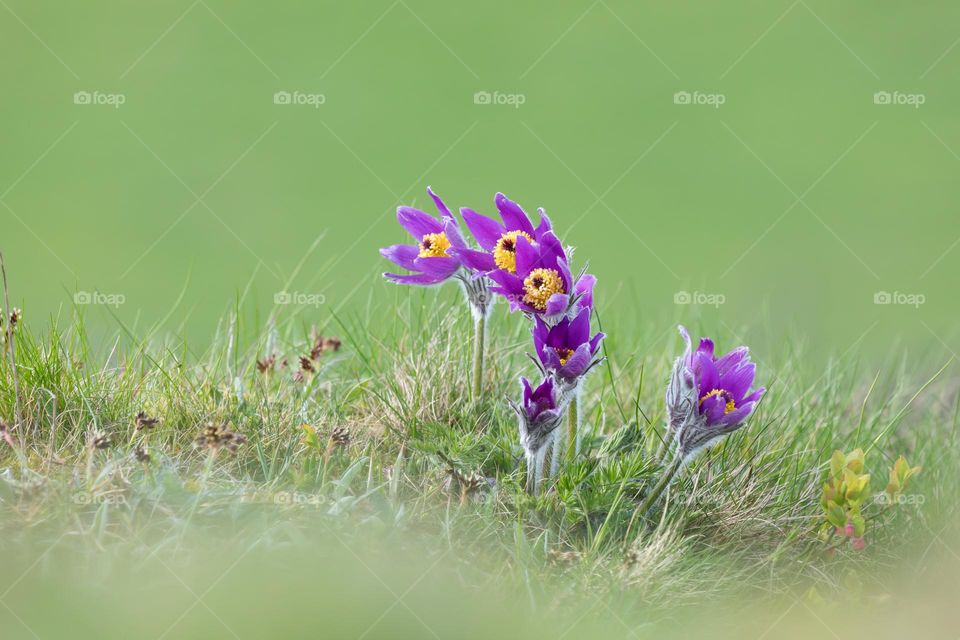 Closeup of beautiful purple blooming Pasque flowers growing in the grass in spring 