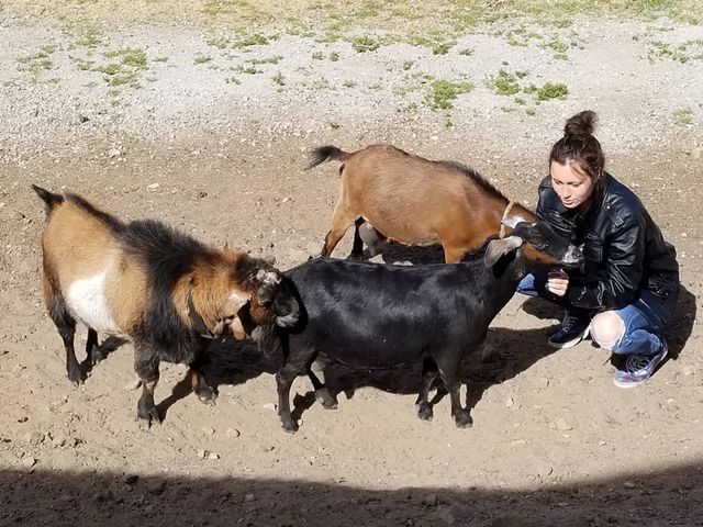 Unusual Sus-pets