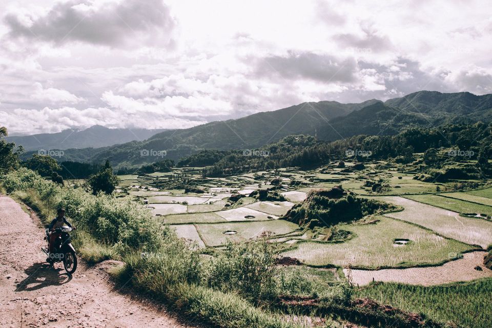 sunshiney indonesian valley filled with rice paddi