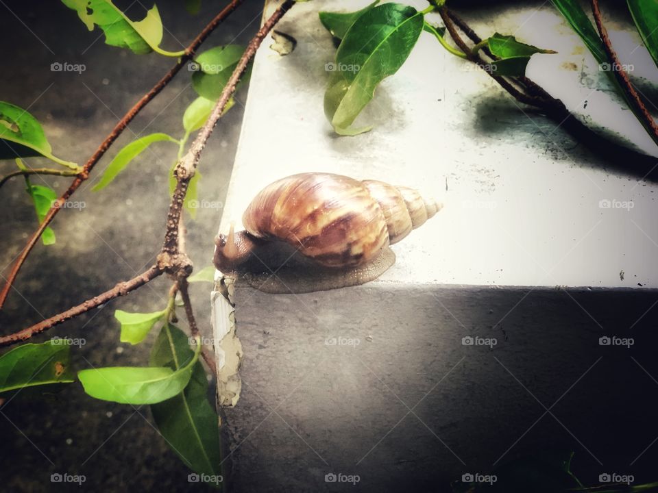 Snails :)