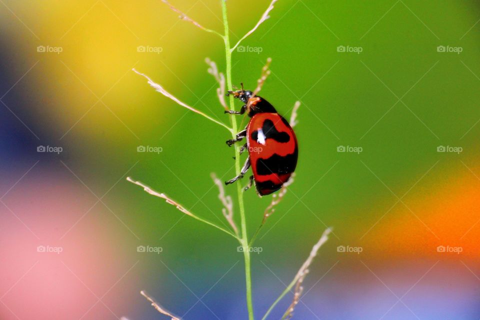 ladybug