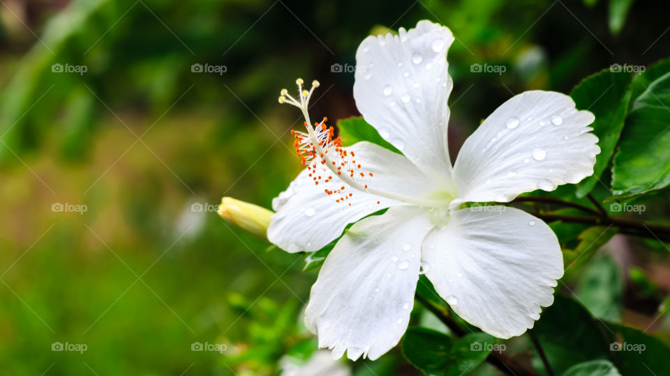white flower after rain